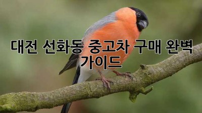대전 선화동 중고차 구매 완벽 가이드!